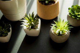 /assets/content/2022/11/house-plants-with-sunlight-2022-01-20-00-11-26-utc-scaled.jpg