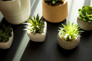 /assets/content/2022/11/house-plants-with-sunlight-2022-01-20-00-11-26-utc-scaled.jpg