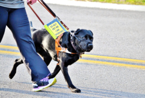 /assets/service-dog-in-a-5k-run-2022-11-16-06-08-07-utc-2048x1386.jpg